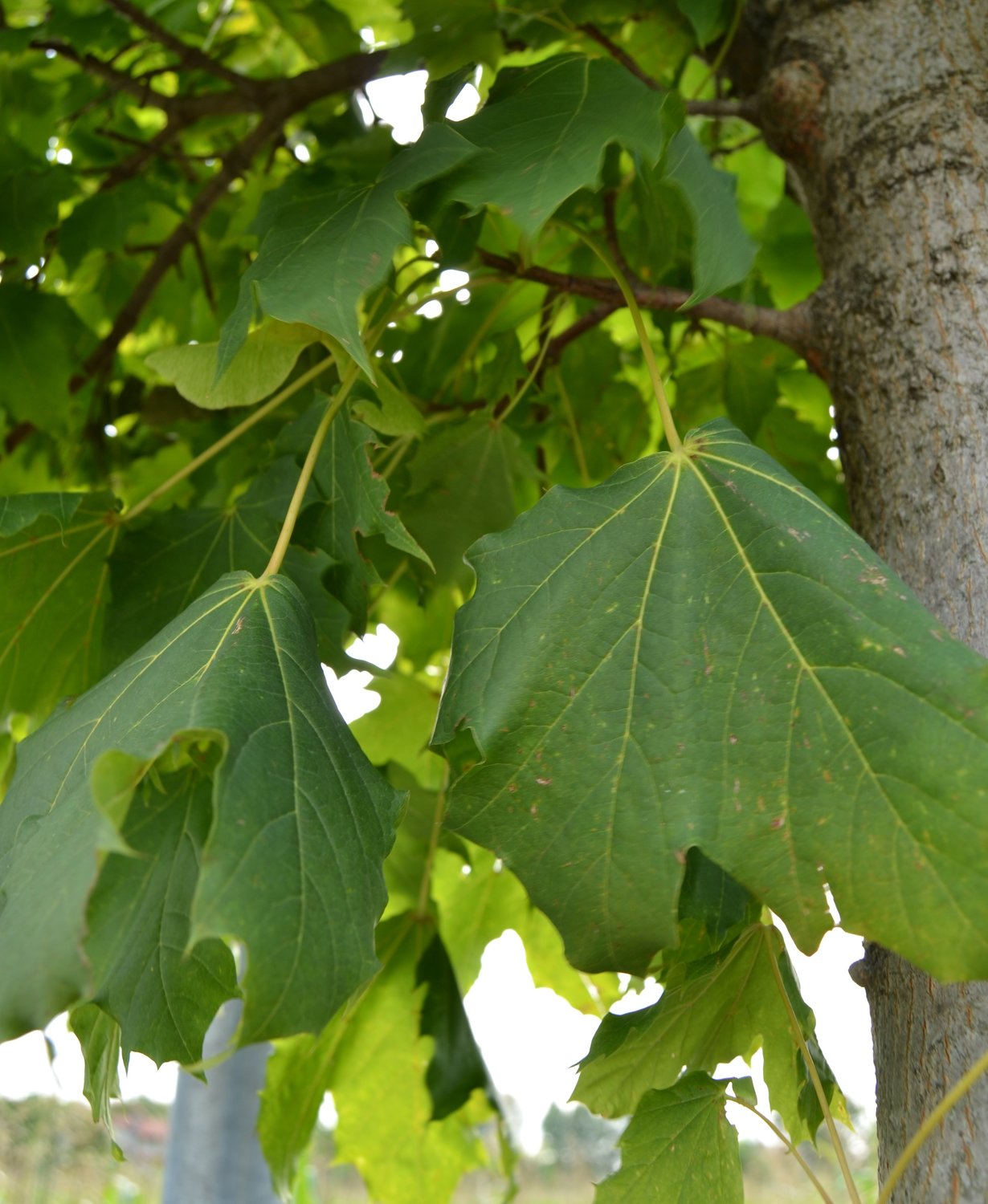 Acer Platanoides Emerald Queen Fastigiata V70 alto fusto (acero