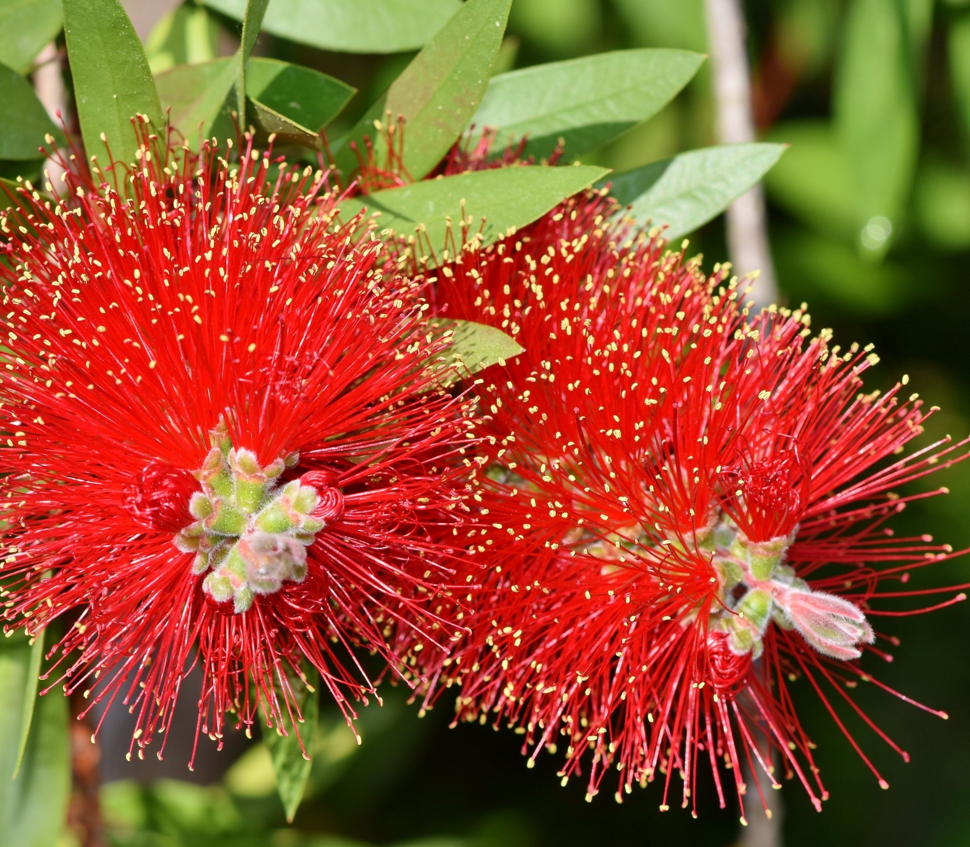 Callistemon Laevis V24