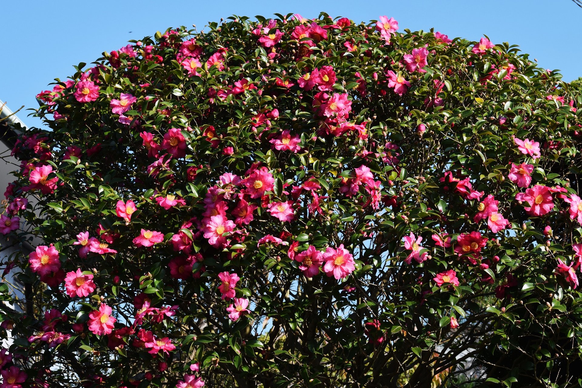 Camelia Sasanqua Cleopatra V22