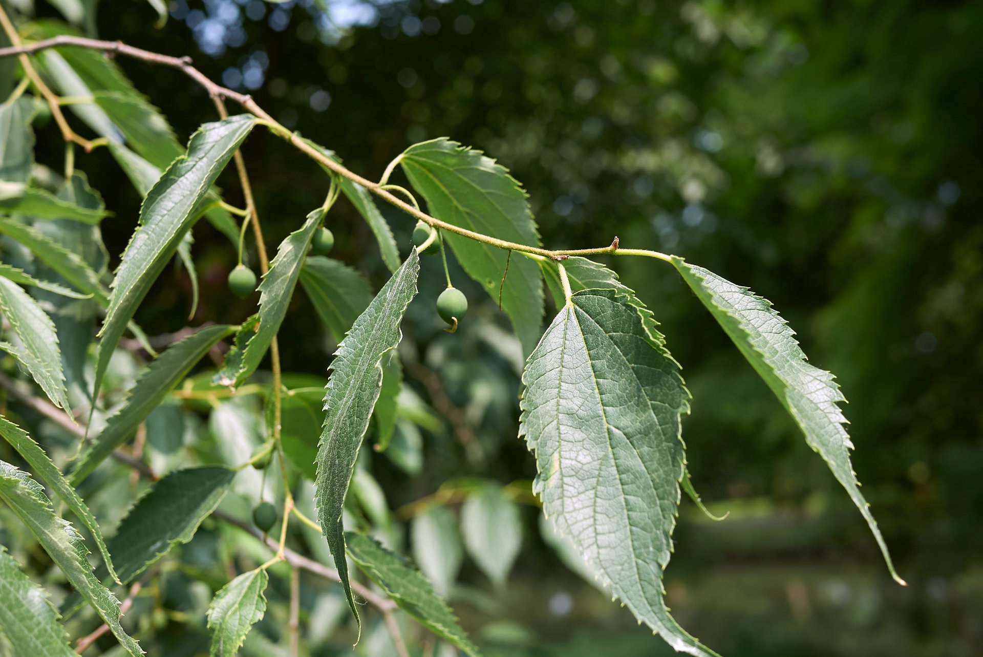 Celtis Australis V45 alto fusto (bagolaro)