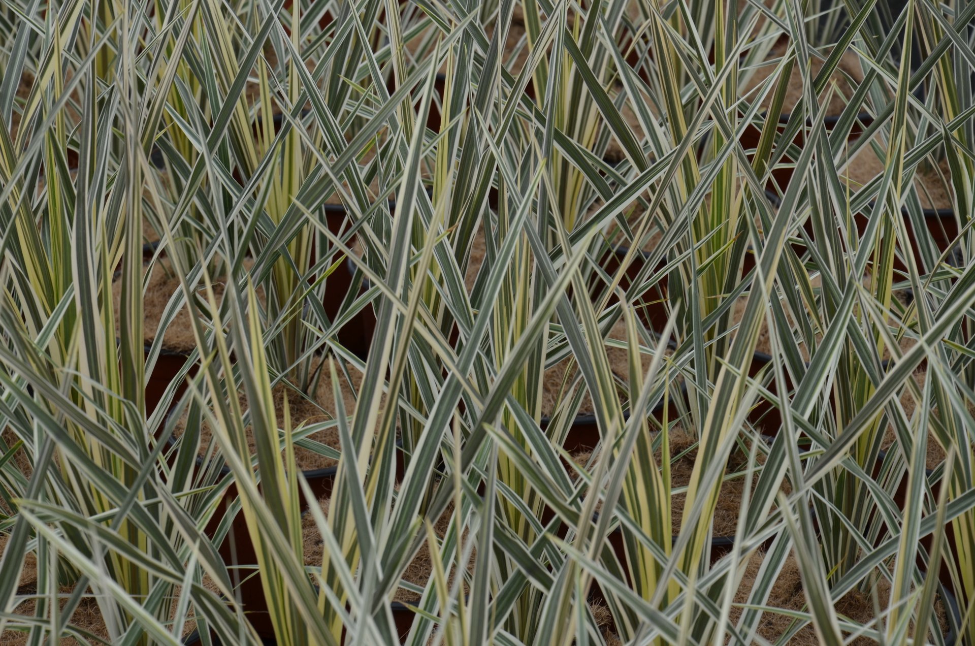 Cordyline Torbay Dazzler V19 Dracena