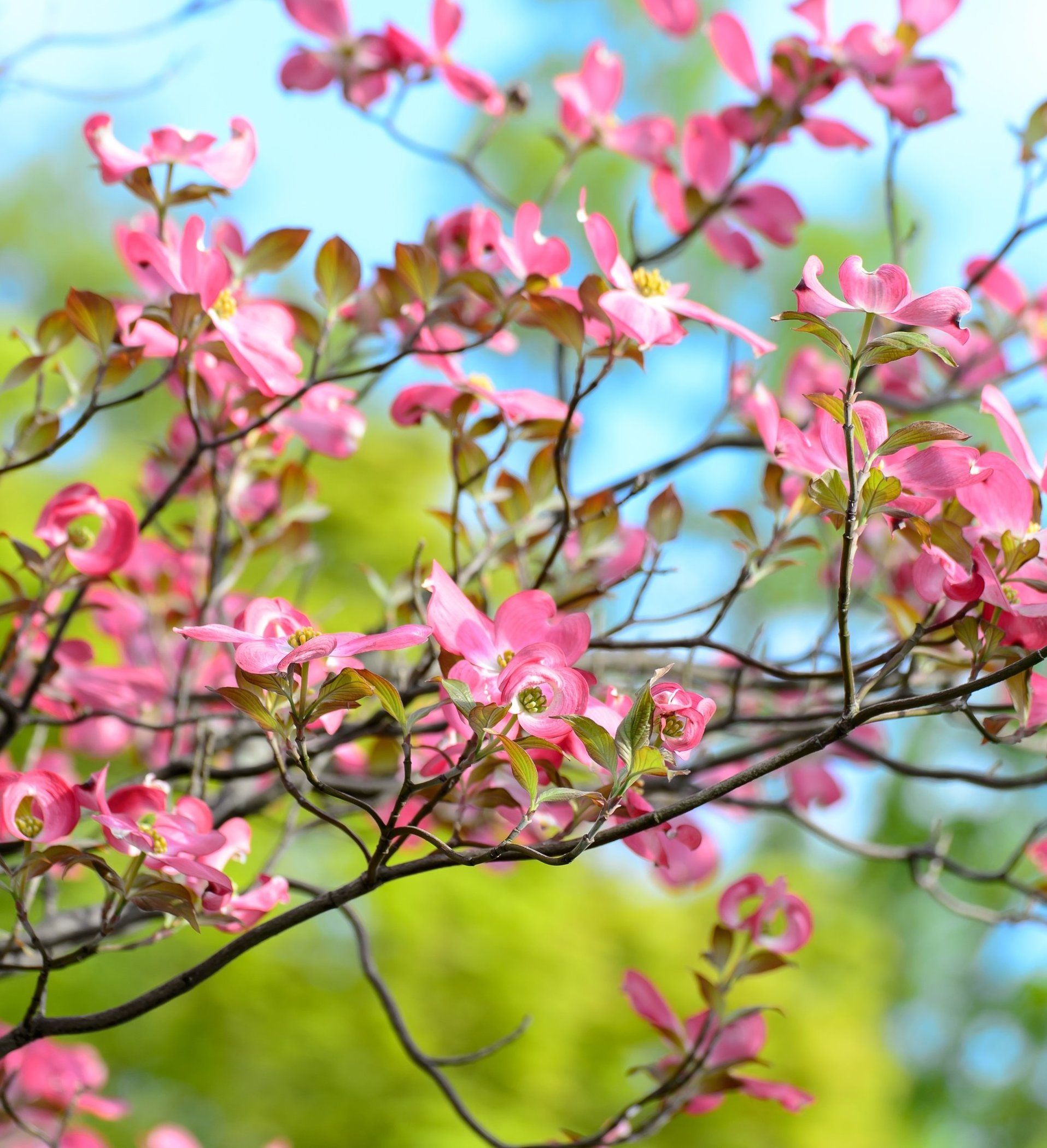Cornus Florida Rubra V22