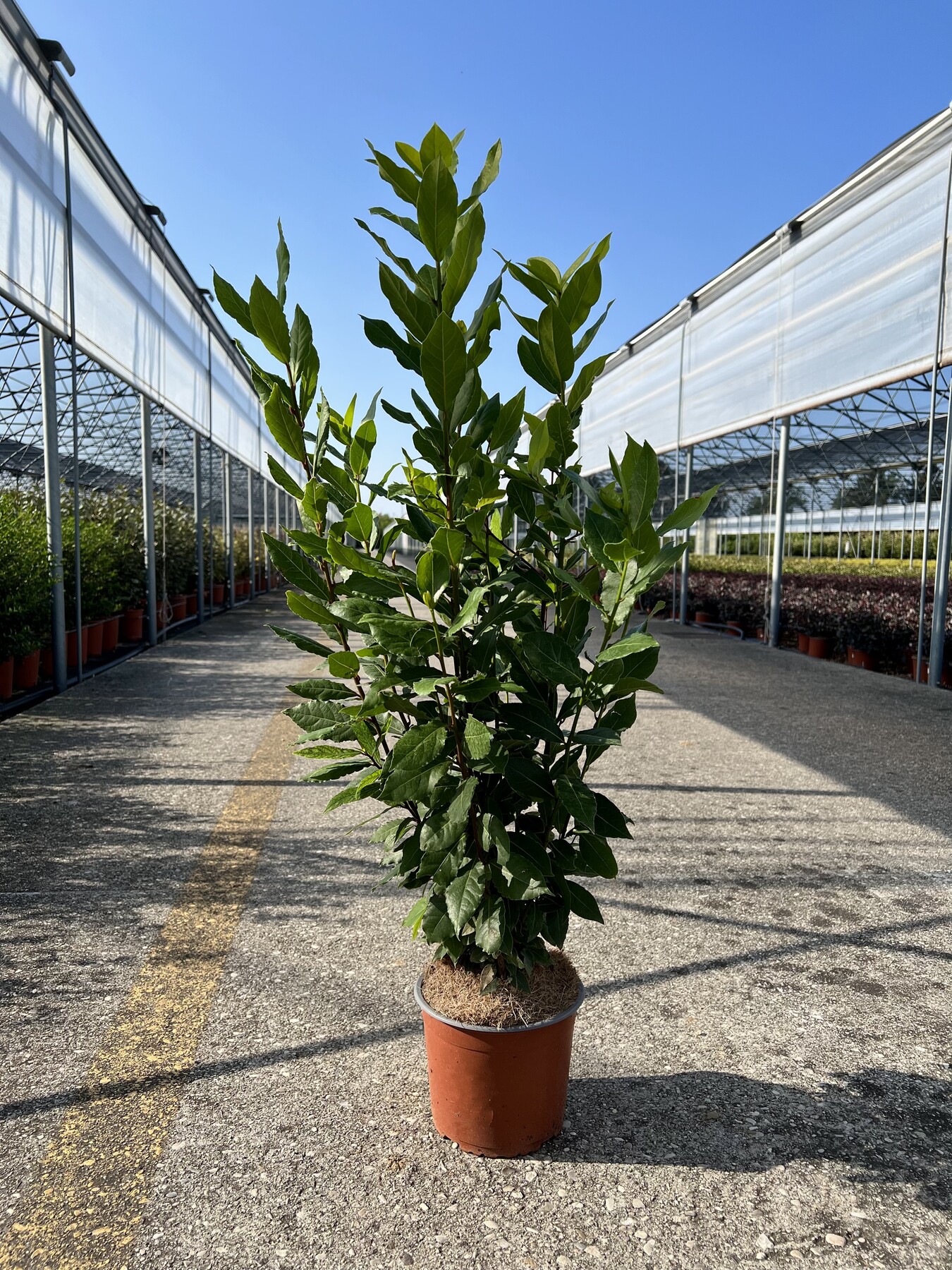 Pianta alloro - Piante da Giardino - Caratteristiche della pianta