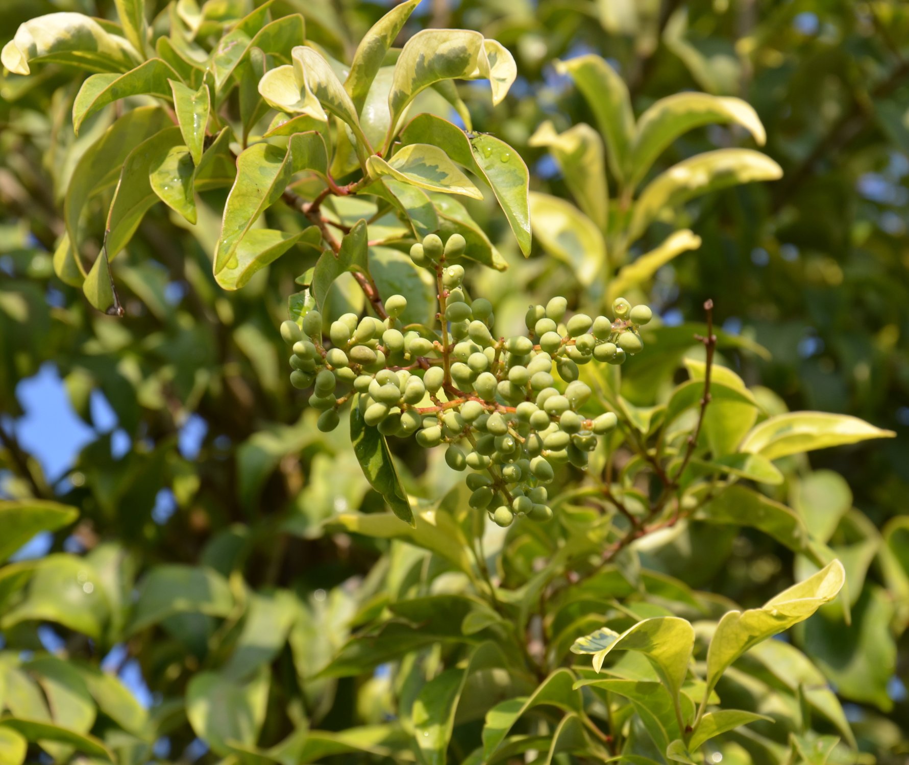 ligustro albero