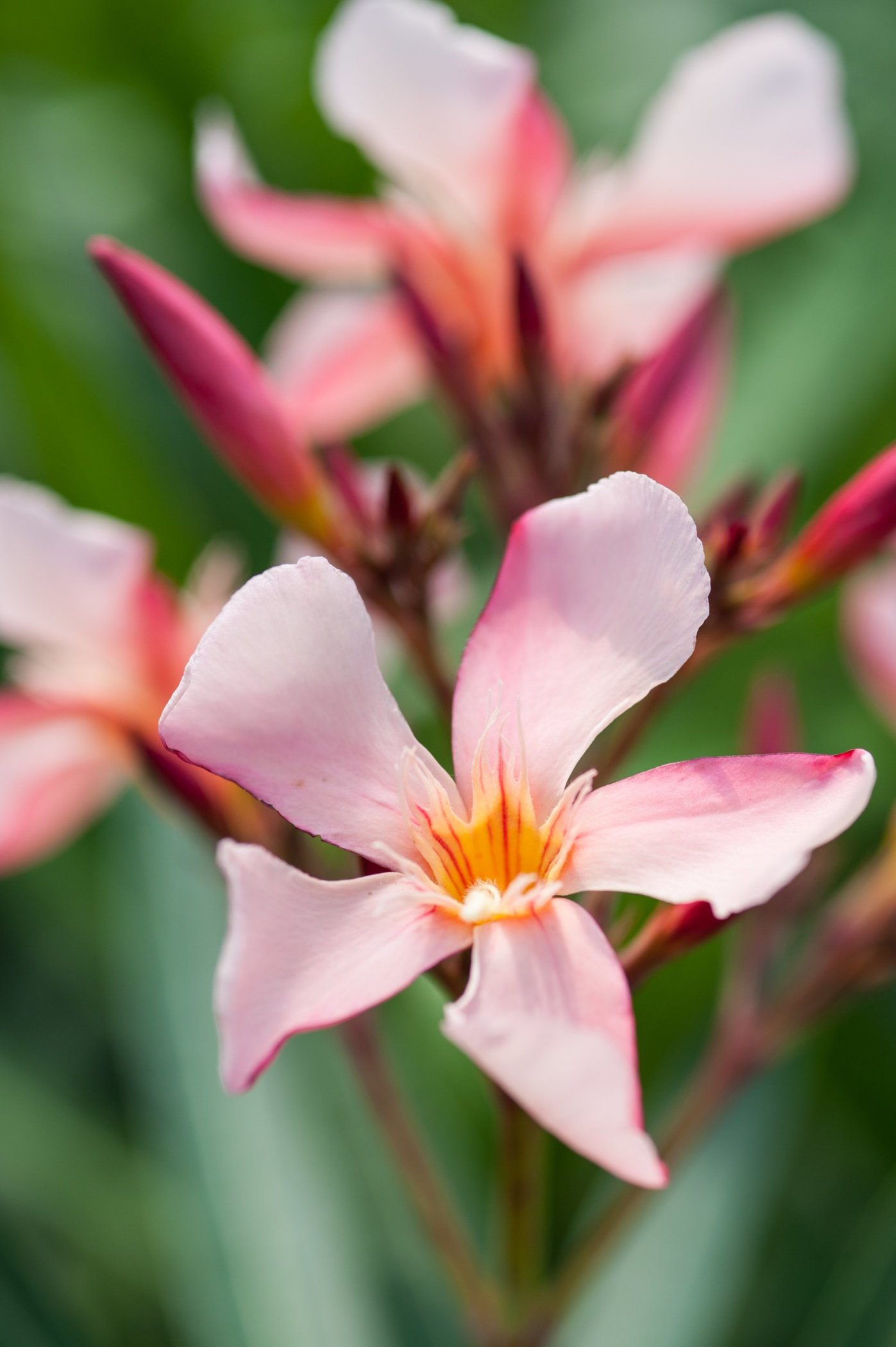 Oleander Soleil Levant 50-60cm 3l ROSA VASO fiori luminosi 