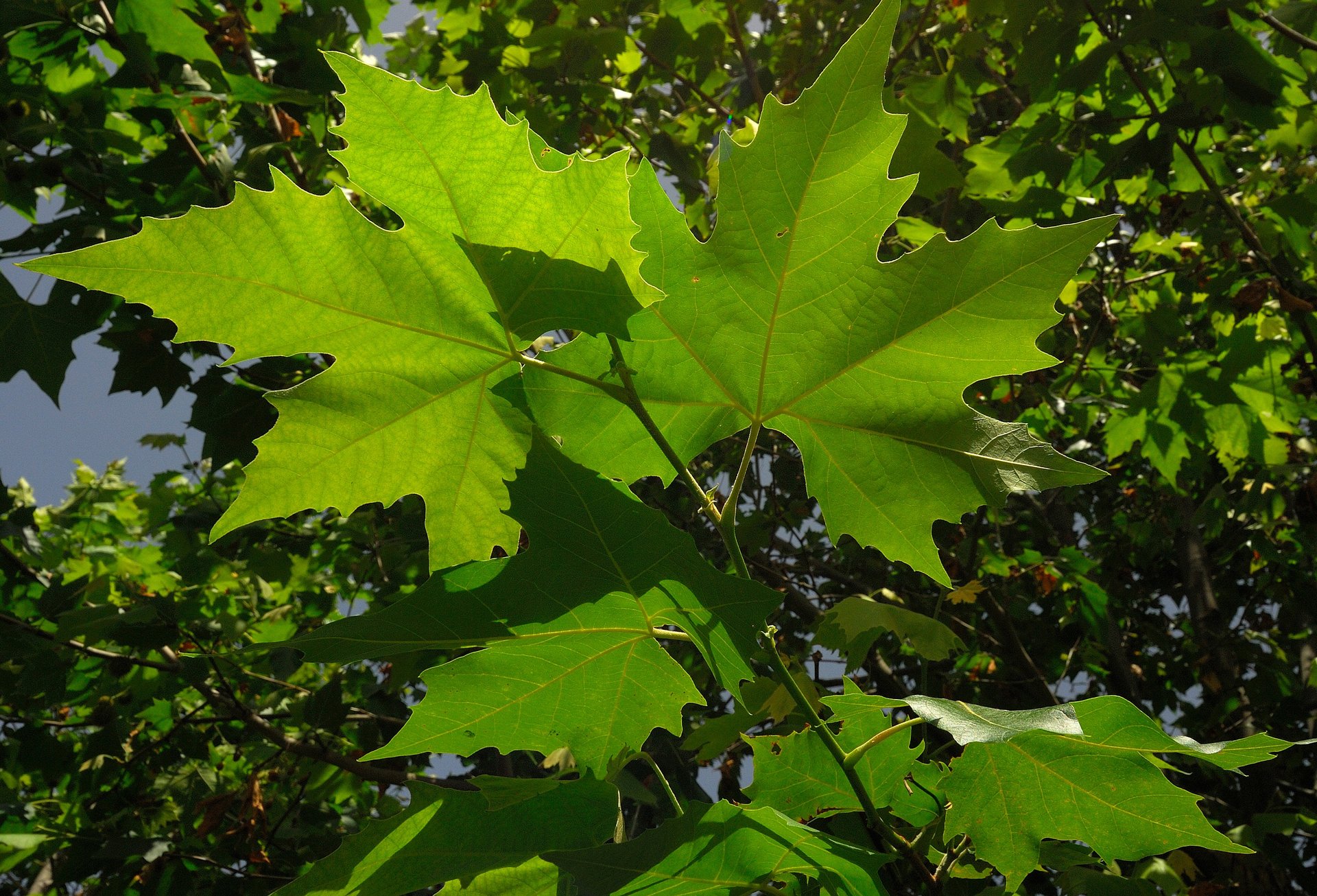 Platanus Acerifolia V40 alto fusto