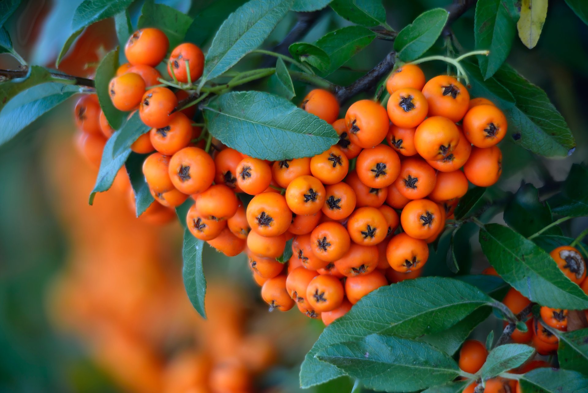 Пираканта Фото Съедобны Ли Ягоды