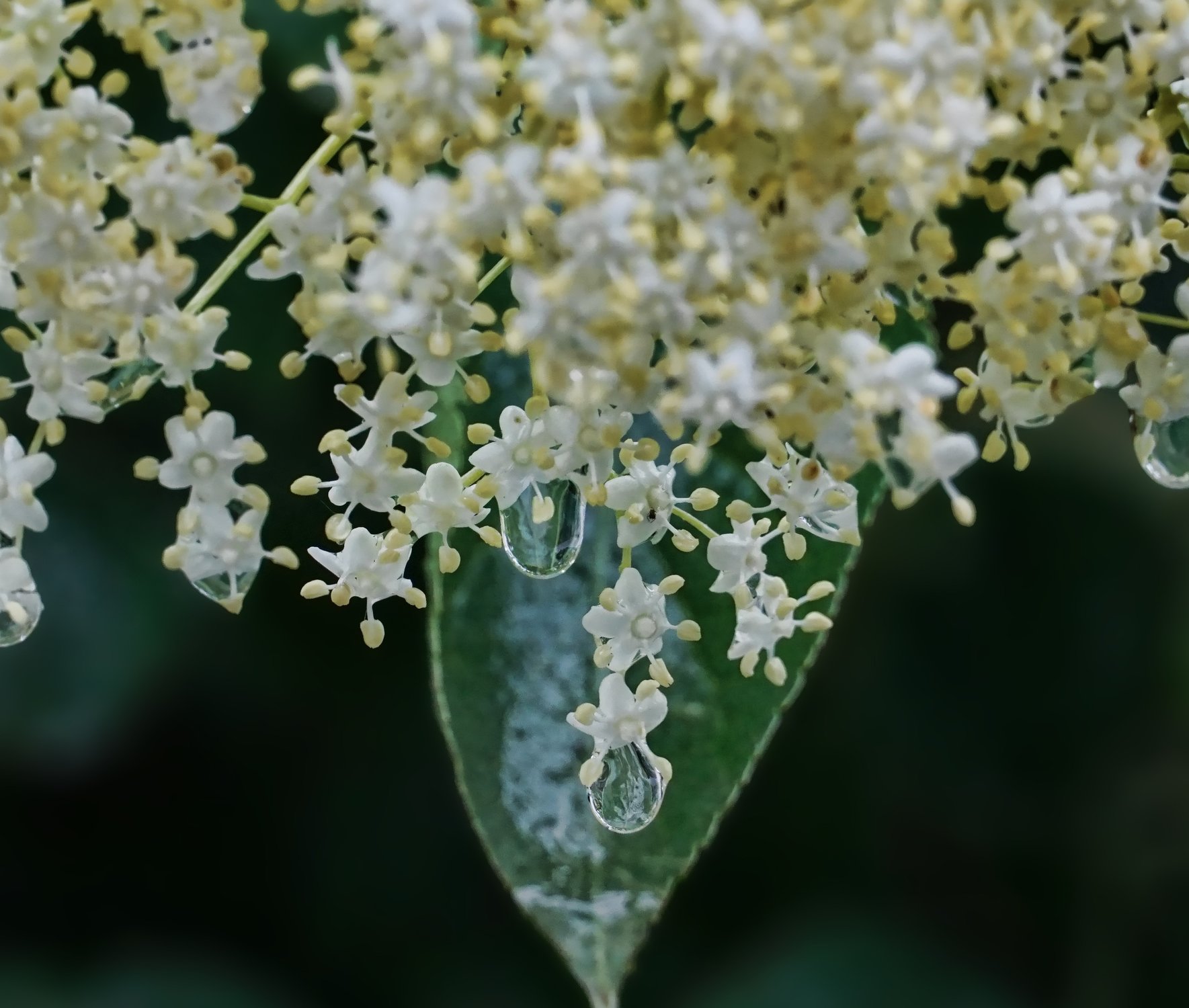 Sambucus Nigra Haschberg V21 (sambuco)