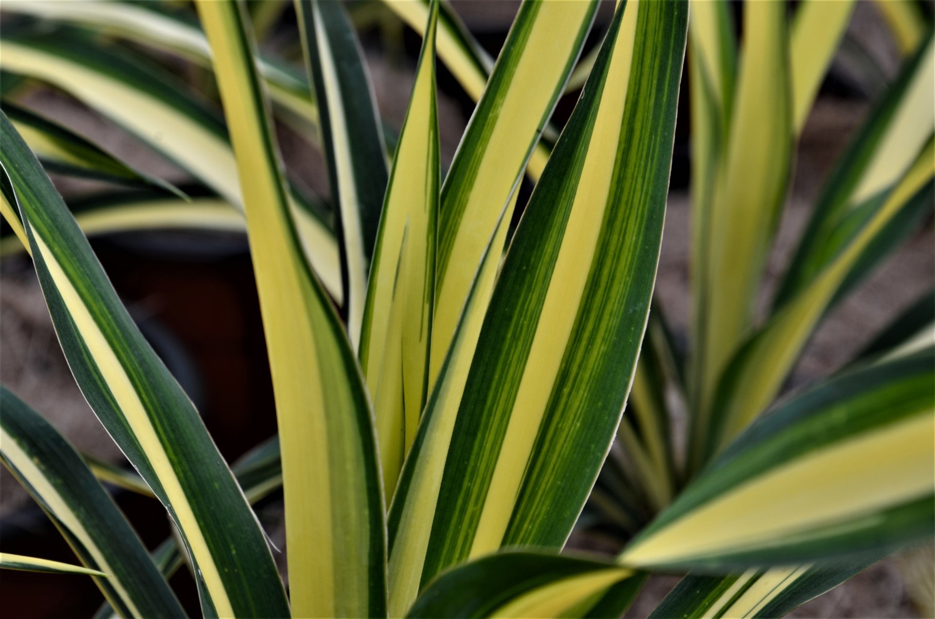 Yucca Filamentosa Color Guard V19